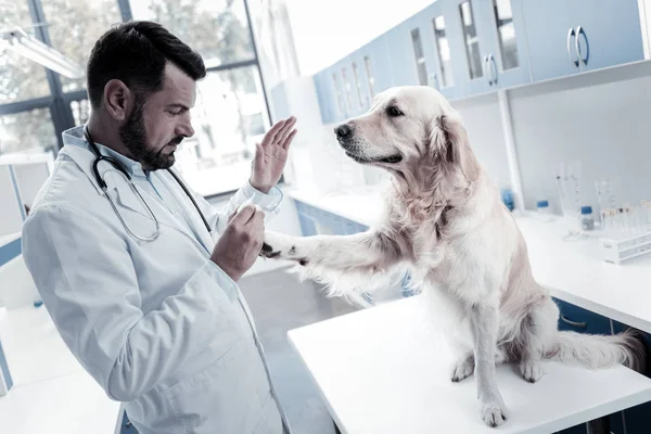 Bonito cão bonito olhando para o médico — Fotografia de Stock