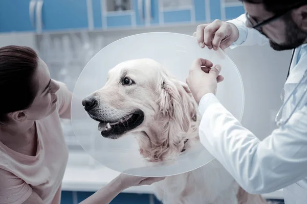 Nice smart doctor putting on e collar — Stock Photo, Image