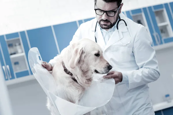 Ωραίο σοβαρές κτηνίατρος που κατέχουν ένα ηλεκτρονικό κολάρο — Φωτογραφία Αρχείου