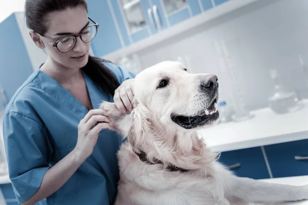 Jovem simpática que se preocupa com o cão — Fotografia de Stock