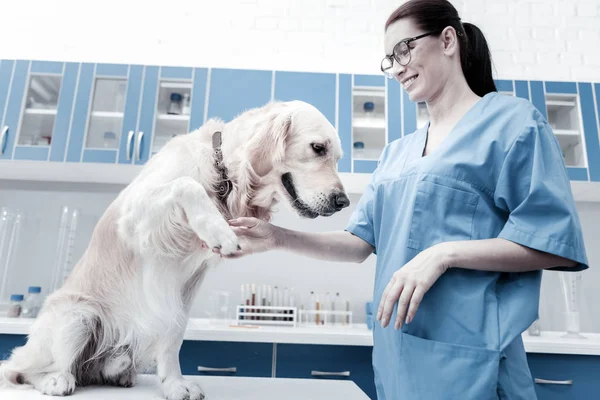 Positieve jonge vrouw nemen honden paw — Stockfoto