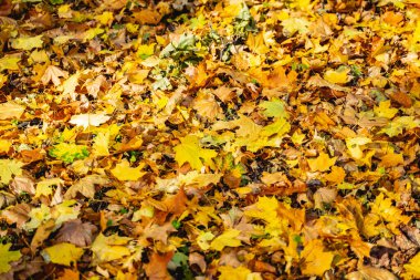 Ağaçlardan düşen güzel kuru yapraklar.