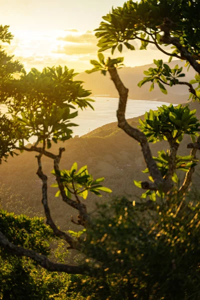 Tropikalne drzewo ze wzgórzami i wschodem słońca na tle — Zdjęcie stockowe