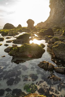 Seaweed under clear waters in beach stock photo
