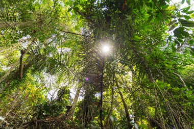 Low angle photo of plants on Bali