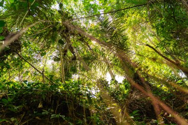 Close up of palm leaves that being on the foreground