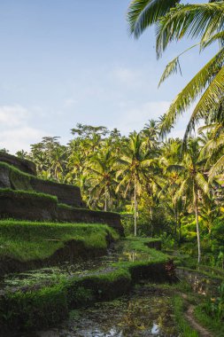 Avuç içinde pirinç teraslarının fotoğrafı.