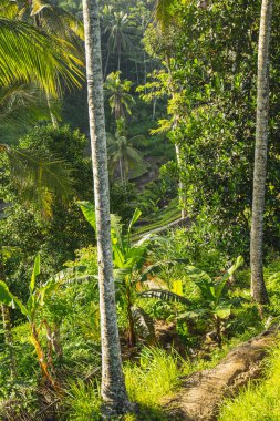 Arka planda egzotik pirinç terasları var.