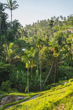 Egzotik ada stoklarında güneşli bir gün.