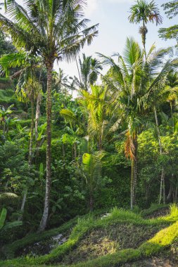 Sakin bulutsuz gökyüzünün altında egzotik ağaçlar
