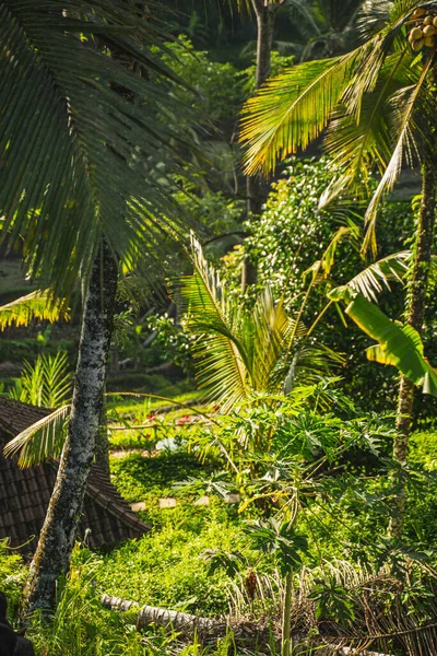 Piękny widok na zielone tropikalne rośliny na Bali — Zdjęcie stockowe