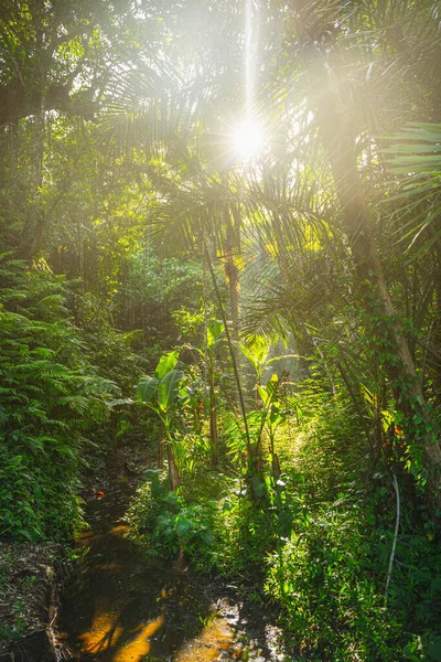 Słońce świeci przez liście palmy — Zdjęcie stockowe