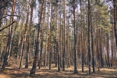 Ormanda yükselen genç yeşil kozalaklı ağaçlar.