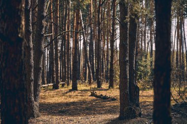 Ilıman bölgede bir grup kozalaklı ağaç.