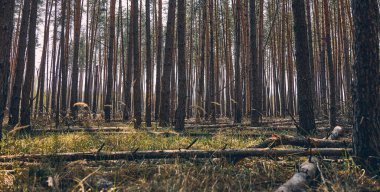 Orta bölgede uzun kozalaklı gövdeler var.