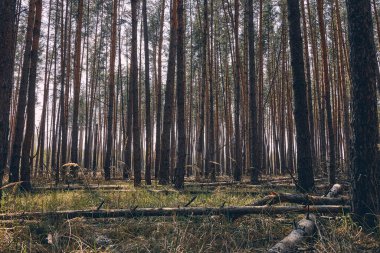 İnce uzun gövdeli kozalaklı sıralar.