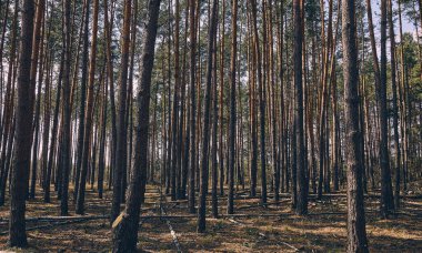 Ormandaki çam ağaçlarının arasında