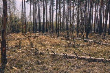 Ormanın ortasında açıklık.