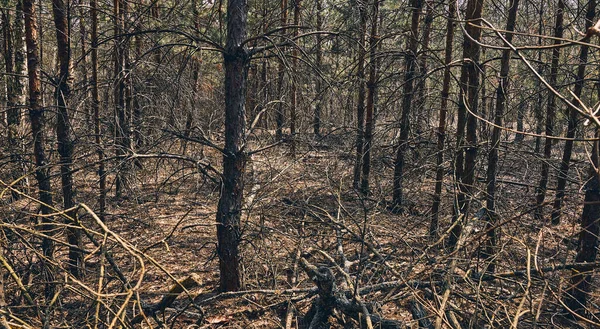 Ramas desnudas secas entrelazadas en el bosque — Foto de Stock