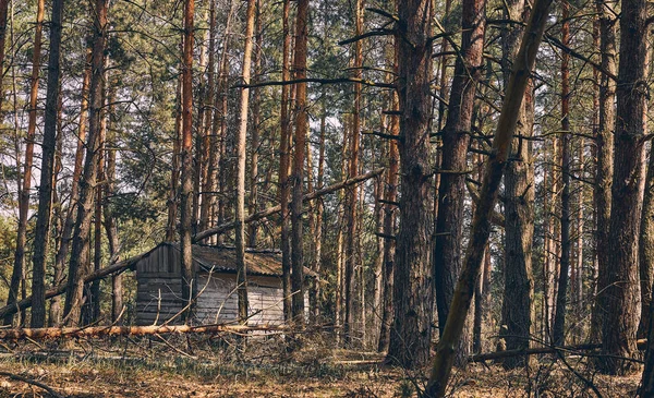 Abandoned hunting lodge in the autumn forest — Stock Photo, Image