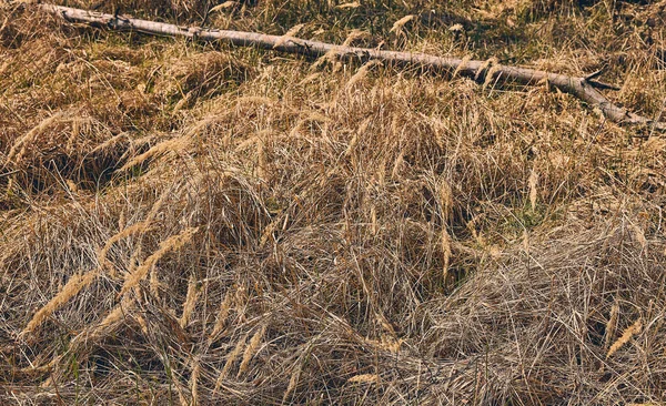 Ramo seco caído no chão da floresta — Fotografia de Stock