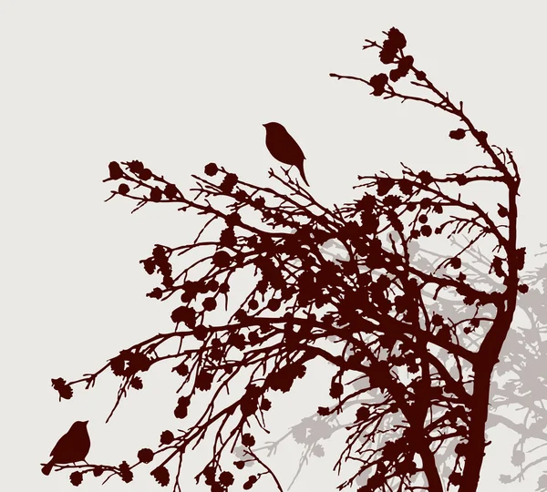 Sylwetki ptaków na gałęziach sosny — Wektor stockowy