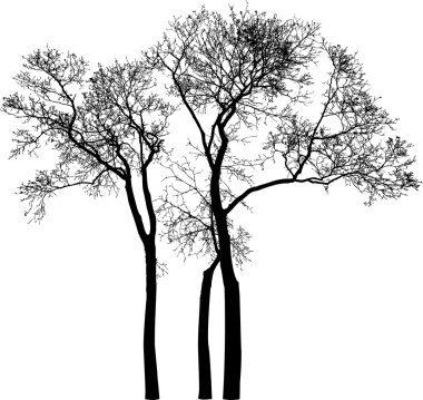 yaprakları olmadan ağaçlarının Silhouettes