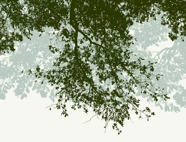 Branches de chêne en été — Image vectorielle