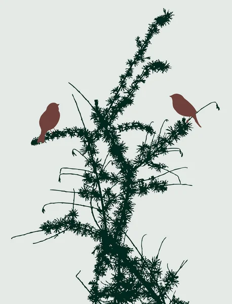 Deux moineaux sur les branches de sapin — Image vectorielle