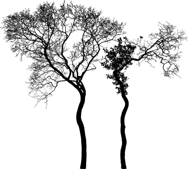 두 개의 구부러진된 나무 — 스톡 벡터