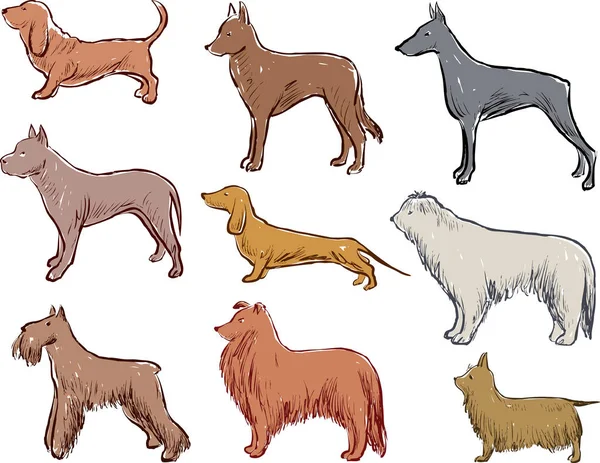 Эскизы различных пород собак — стоковый вектор