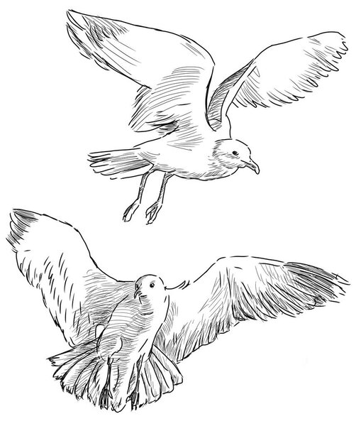 Hand-drawing of the flying sea gulls.