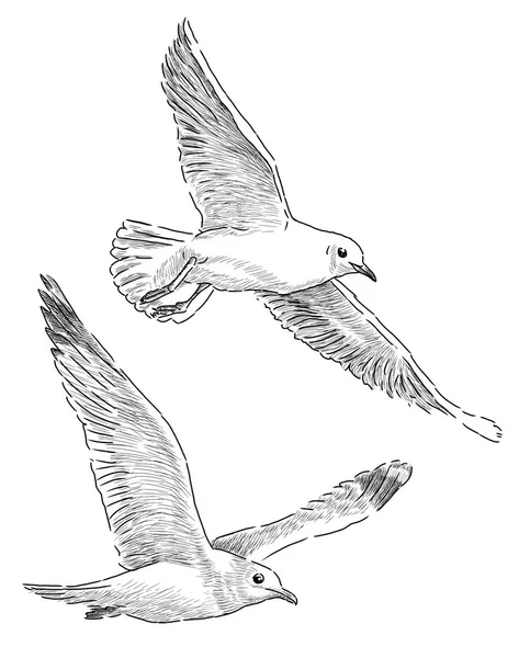 Sketch of the gulls in flight — Stock Photo, Image