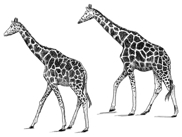 Ескіз ходячих жирафів — стокове фото