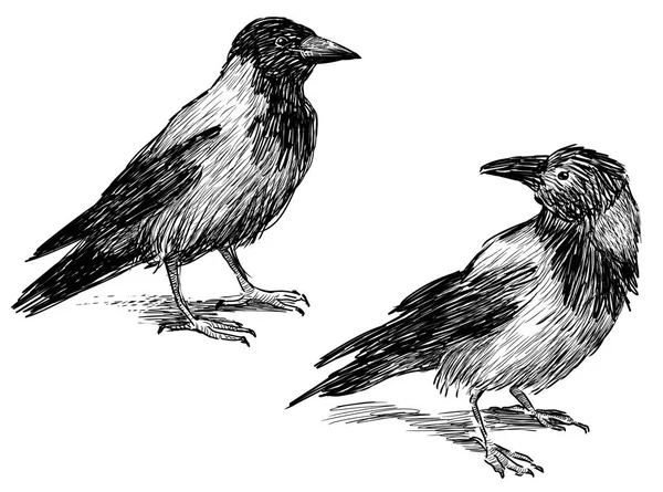 Sketches of the crows — Stock Photo, Image