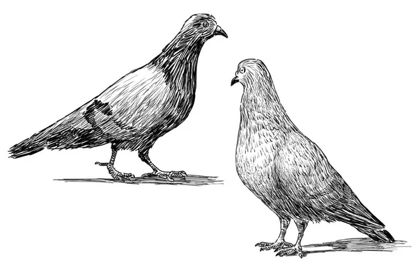 Sketches of the pigeons — Stock Photo, Image