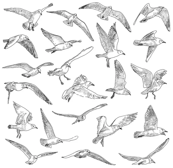 Sketches of the flying gulls Stock Picture