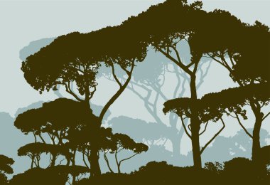 çam ormanı'nın siluetleri