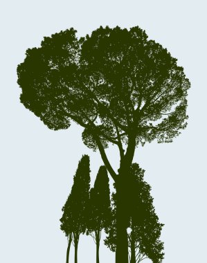 Silhouette bir çam ve selvi