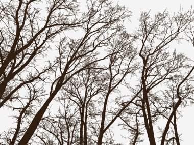 bir kış parkta ağaçlarının Silhouettes