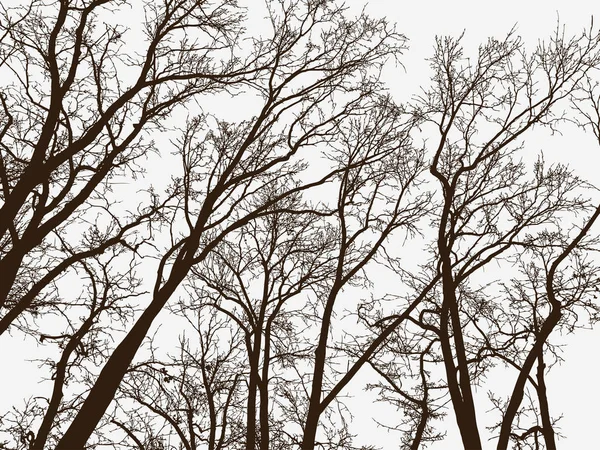 Silhuetas das árvores em um parque de inverno — Vetor de Stock