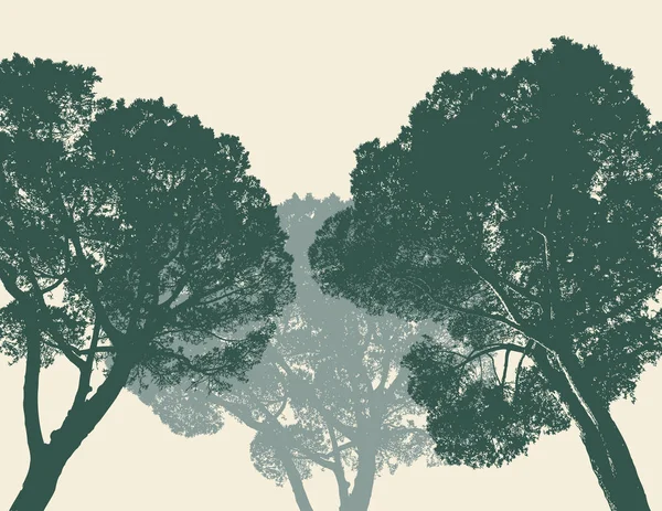 Siluety stromů tří borovic — Stockový vektor
