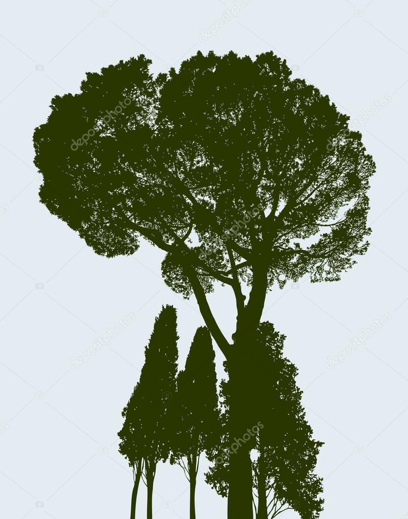 silhouette of a pine and the cypresses