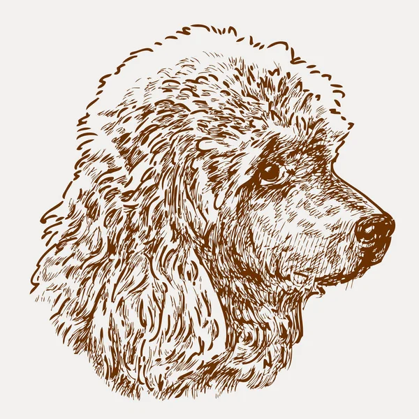 Head of a young poodle — Stock Vector