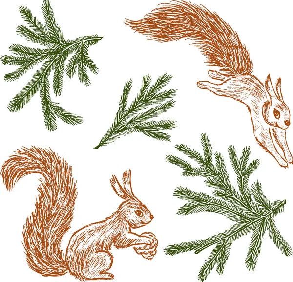 Erdei mókus és a fenyő ágak — Stock Vector