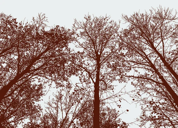 Silhuetas das árvores caducas na floresta de outono — Vetor de Stock