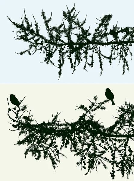 Silhouettes Branches Épinette Aux Oiseaux — Image vectorielle