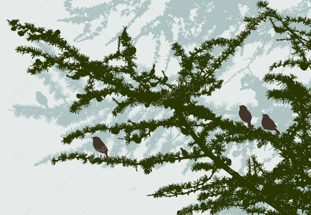 Birds in the spruce forest