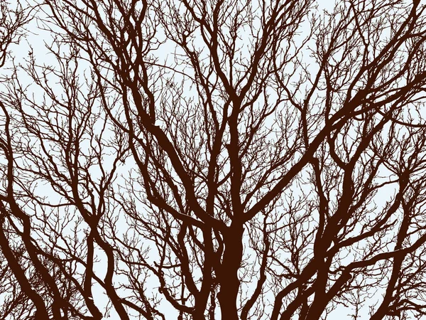 Kışın Yaprak Döken Ağaçların Dalları — Stok Vektör