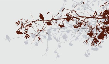 Sonbahar ormandaki rowan ağaçlarının dalları